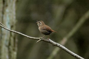 Wren, Winter, 2006-04099542 Bald Hill Wildlife Refuge